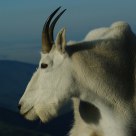 Billy Goat at 14,000 ft